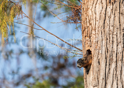 Mother Fox squirrel Sciurus niger peers out of its nest made fro