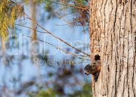 Mother Fox squirrel Sciurus niger peers out of its nest made fro