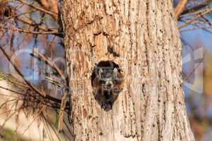 Mother Fox squirrel Sciurus niger peers out of its nest made fro