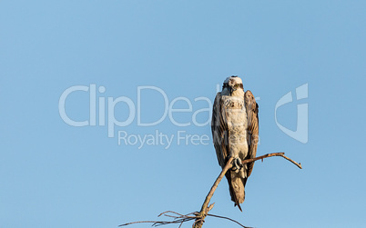 Large osprey Pandion haliaetus perches on a branch of a dead tre