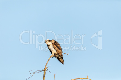 Large osprey Pandion haliaetus perches on a branch of a dead tre