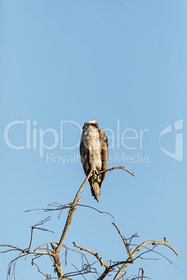 Large osprey Pandion haliaetus perches on a branch of a dead tre