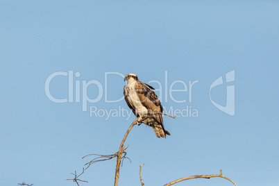 Large osprey Pandion haliaetus perches on a branch of a dead tre