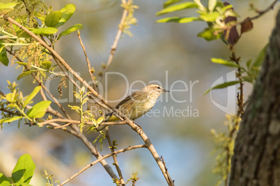 Pine Warbler Setophaga pinus perches in a tree