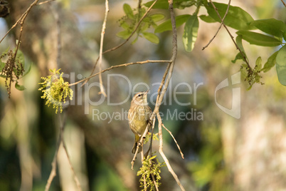 Pine Warbler Setophaga pinus perches in a tree