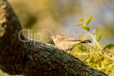 Pine Warbler Setophaga pinus perches in a tree