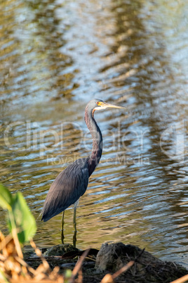 Little blue heron Egretta caerulea perched on a rock