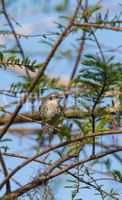 Yellow-rumped warbler Setophaga coronata perches on a tree