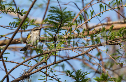 Yellow-rumped warbler Setophaga coronata perches on a tree