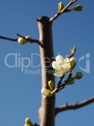 Blossom of a plum tree