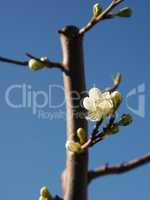 Blossom of a plum tree