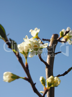 Blossom of a plum tree