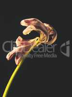 Withered purple tulip on a dark background