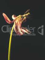 Withered purple tulip on a dark background