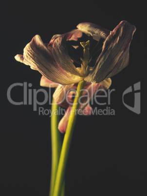 Withered purple tulip on a dark background