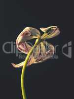 Withered purple tulip on a dark background