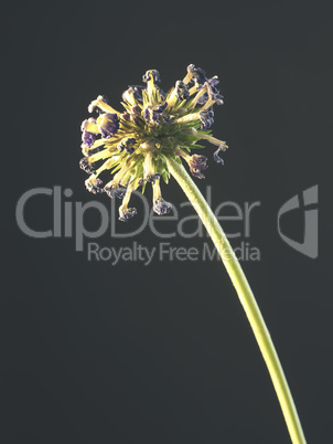 Withered primula on a dark background