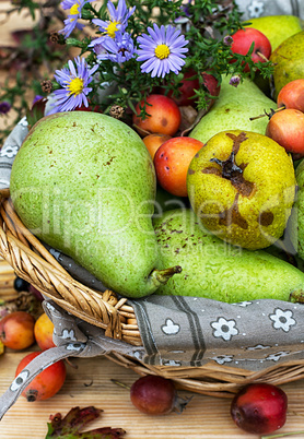 Juicy flavorful pears of nature background