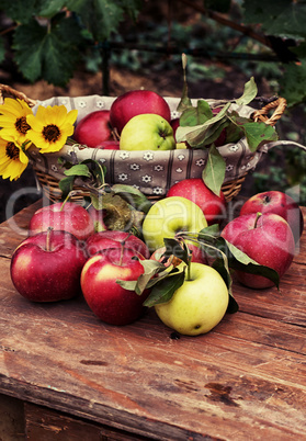 freshly harvested crop rustic apples