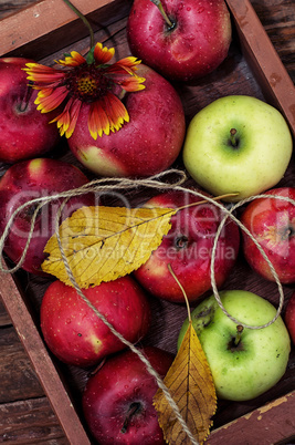 freshly apples