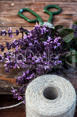 cut lavender