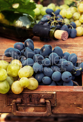 Ripe grapes