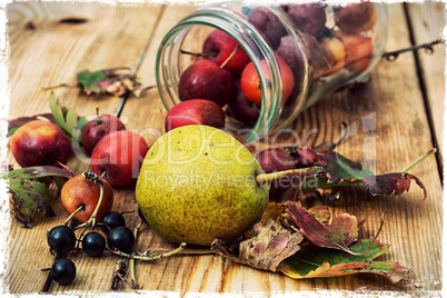 autumn pear rosehip