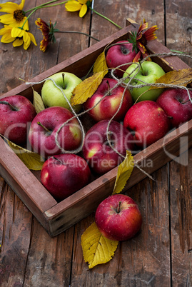 freshly apples