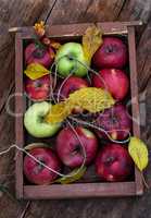 freshly apples