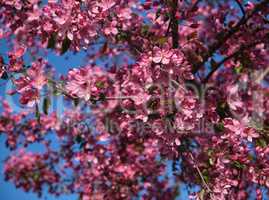 branch of decorative cherry with pink flowers