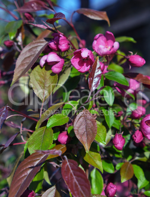 branch of decorative cherry with pink flowers