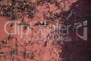 brown metal gates, vine-woven plants