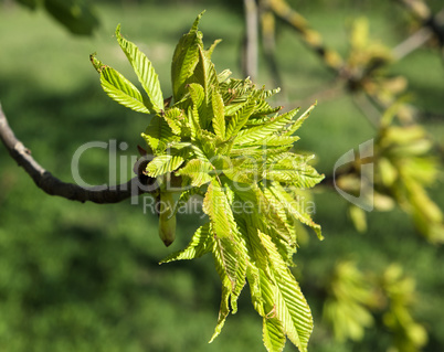 branch with young green leaves of chestnut