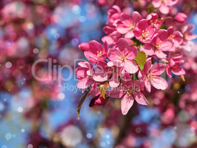 branch of decorative cherry with pink flowers