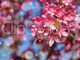 branch of decorative cherry with pink flowers