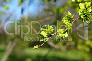 branch of European white elm, close up