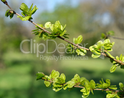 Seeds riping on branch of European white elm