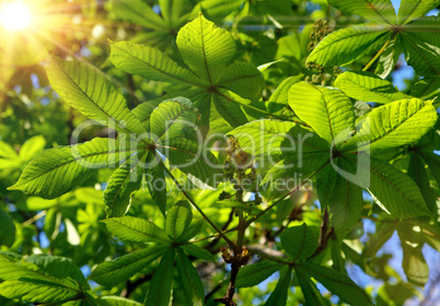chestnut branch with green leaves in the rays