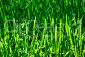 fresh green grass with long leaves