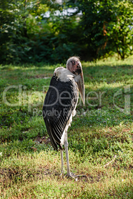 Marabou stork african bird standing up