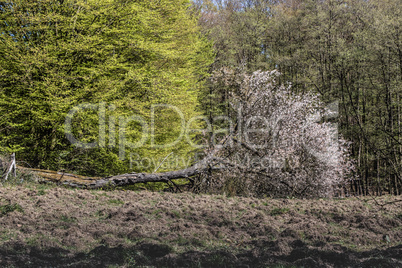 Umgestürzter Baum blüht