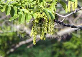 Flowers earring walnut hazel