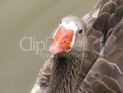 Close-up of gray goose head.