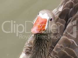 Close-up of gray goose head.