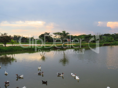 Tremembé,Brazil, lake with geese at sunset.