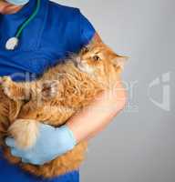 male vet in blue uniform and gloves holding an adult ginger cat