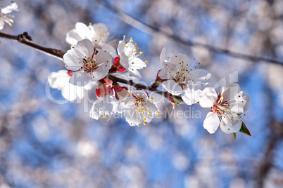 apricot branch with white blooming flowers