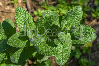 Two organic bio mint plants in a sunny spring day