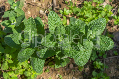 Tree organic bio mint plants close up