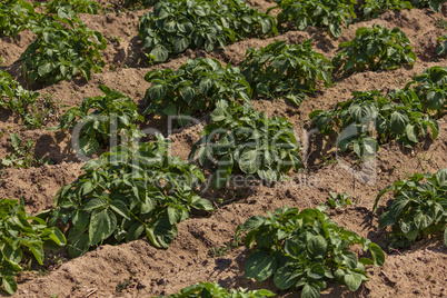 Organic bio healthy potato field in a village in northern Morocco